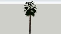 Washingtonia robusta