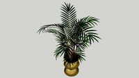 pianta