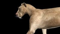 lion rigged low-poly