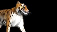 photorealistic cgi tiger rigging