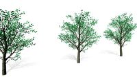 oaks