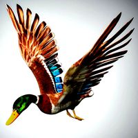 mallard low poly rigged