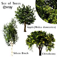 set of trees chinaberry silver birch and apple