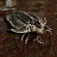 trilobite 01 - metopolichas