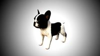 3d realistic rigged low poly high detailed low poly french bulldog puppy
