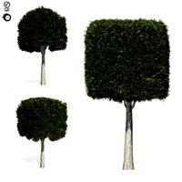 topiary tree 5s