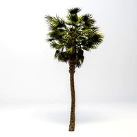 washingtonia robusta palm