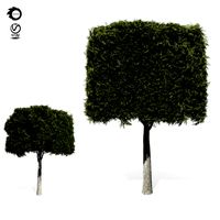 topiary tree