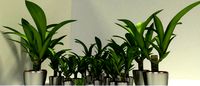 indoor pot plant