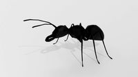 low poly cartoon ant