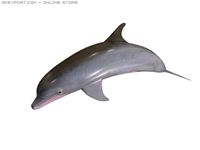 Dolphin 3D Model