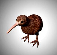 realistic kiwi rigged low poly