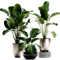 calathea lutea in a pot for the interior 684