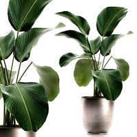 calathea lutea in a pot for the interior 683