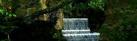 rain forest