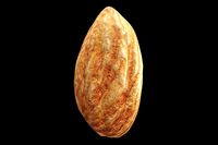 almond