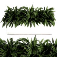 fern in a white pot for the interior 674