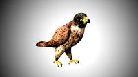 falcon low poly realistic high detailed rigged low poly