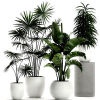 plants in a white pot for the interior 672