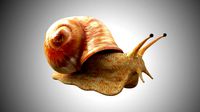 realistic high detailed really low poly snail