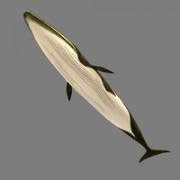 whale