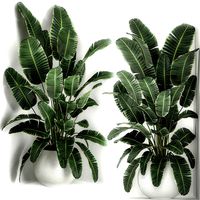 banana palm in a white pot for the interior 658