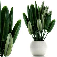 strelitzia in a white pot for the interior 656