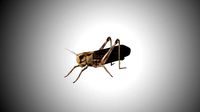 realistic rigged locust grasshopper