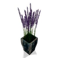 lavander in wooden plant pot