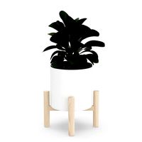 ficus lyrata in ceramic pot