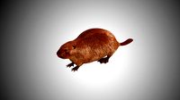 realistic high detailed low poly beaver
