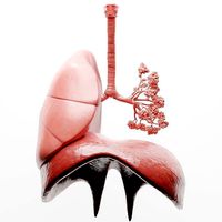 Human Respiratory System Lungs