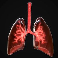 Human Lungs