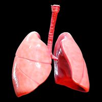 Human Lungs