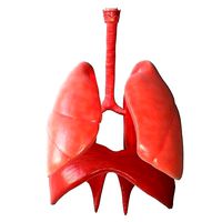 Human Lungs