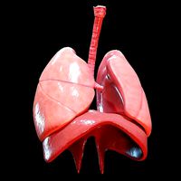 Human Lungs