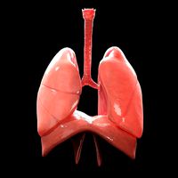 Human Lungs