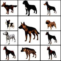 dog low poly rigged collection