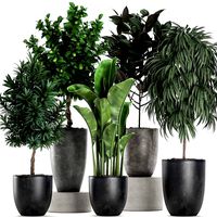 ornamental plants for the interior in black pots 640