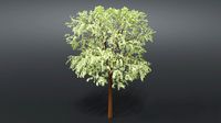 cartoon tree 3d