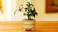 Umbrella Tree Indoor House Plant