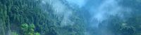 mountain forest
