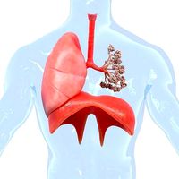 Human Respiratory System Lungs