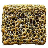 Bone Matrix Rectangle