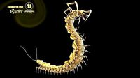 Centipede