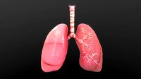 Respiratory System