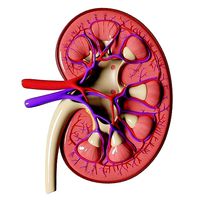Kidney Anatomy