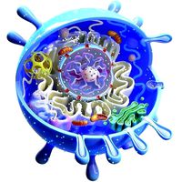 Animal Cell
