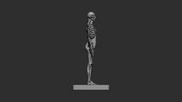 Female Skeleton Anatomy 3d print