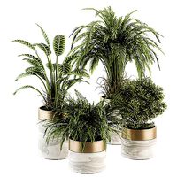 plant set 4